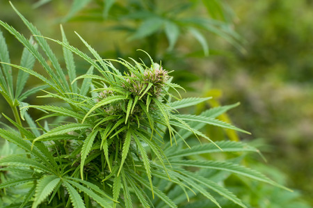 Marijuana budの写真素材