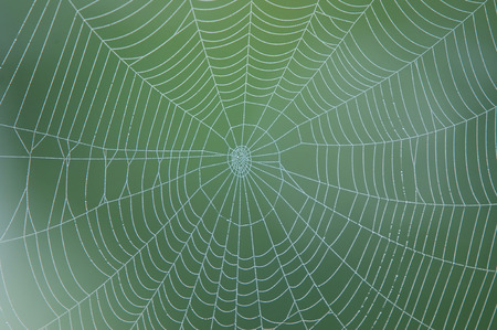 Spider web on green backgroundの写真素材