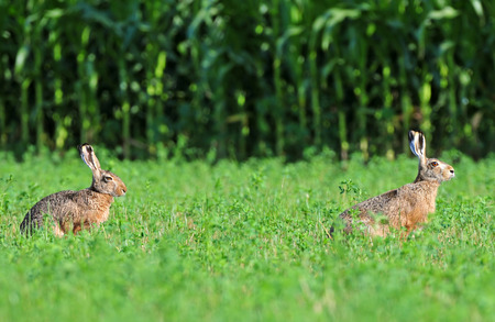 Two brown hare sitting in a grassの写真素材