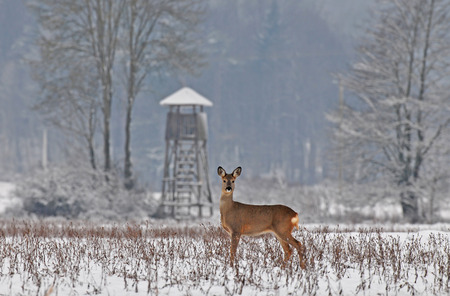 Roe deer with hunting tower in the backgroundの写真素材