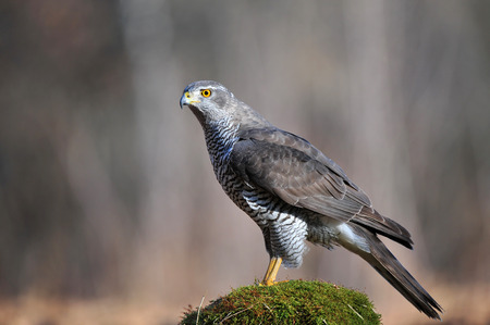 Northern goshawkの写真素材