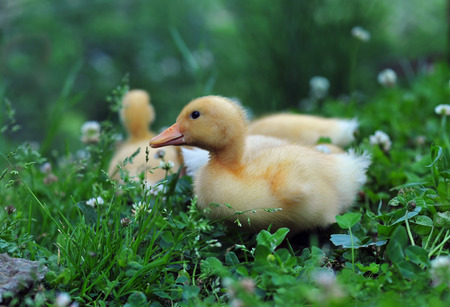 Young ducksの写真素材
