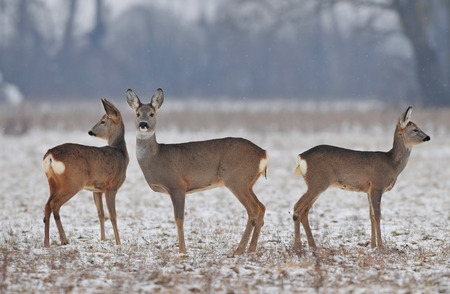 Roe deer in winterの写真素材