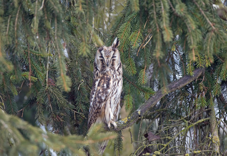 Long-eared owlの写真素材