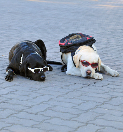 Two dogs lying on the ground and wearing sunglassesの写真素材