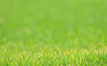 Nature background - lawn with blurred background, shallow depth of fieldの写真素材