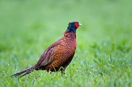 Common pheasantの写真素材