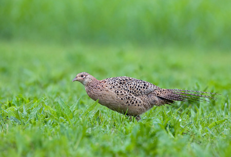 Female pheasantの写真素材