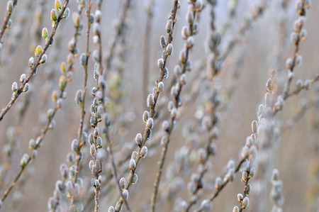 Nature background - Catkins, shallow depth of fieldの写真素材