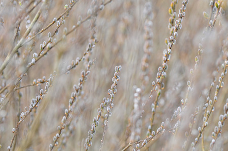 Nature background - Catkins, shallow depth of fieldの写真素材