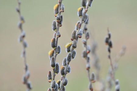 Close up photo willow branch with catkinsの写真素材