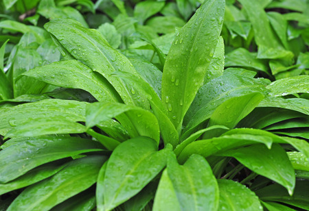 Close up photo of wild garlic with rain drops on itの写真素材