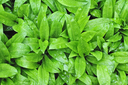 Photo of wild garlic with rain drops on itの写真素材