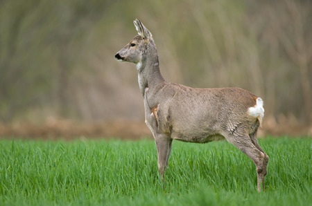 Photo of roe deer standing in a wheat fieldの写真素材