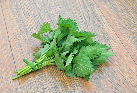 Bundle of common nettle on a wooden tableの写真素材