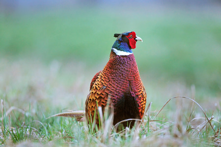 Photo of wild common pheasant standing in a grassの写真素材