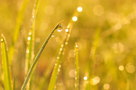 Morning dew on a grassの写真素材