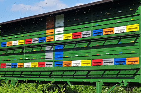Apiary with bees flying aroundの写真素材