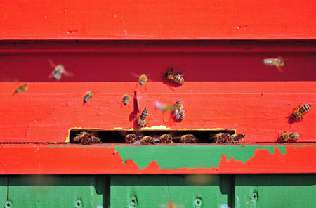 Bee house with bees