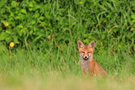 Red fox cub sitting in a grass and looking at the cameraの写真素材