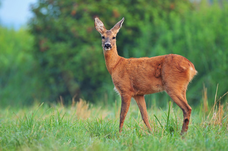 Roe deerの写真素材