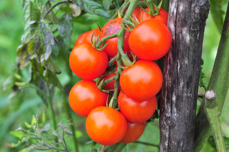 Tomatoes in gardenの写真素材