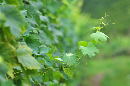 Grapevineの写真素材