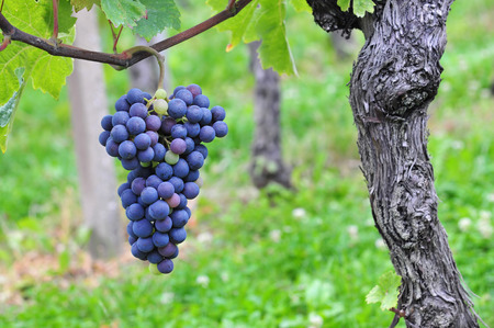 Red grapesの写真素材