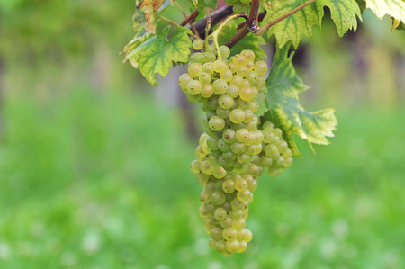 White grapesの写真素材