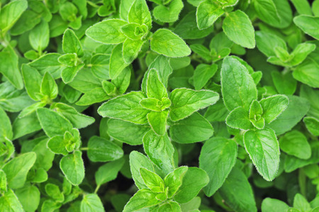 Fresh oregano growing in gardenの写真素材