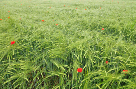 Field of barley with poppiesの写真素材