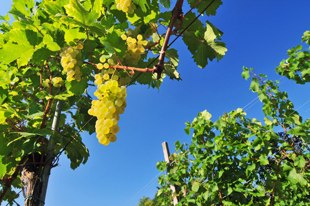 White grapes on a sunny day with blue sky in the backgroundの写真素材