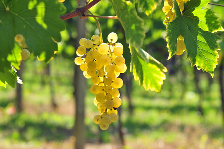 Back lit white grapes growing in a vineyardの写真素材