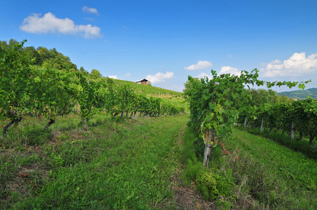 Vineyard on a bright sunny day and house on the hillの写真素材