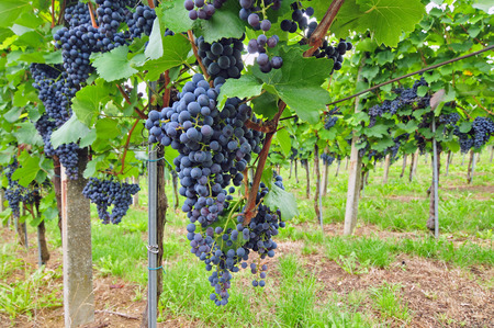 Bunch of red grapes growing in a vineyardの写真素材