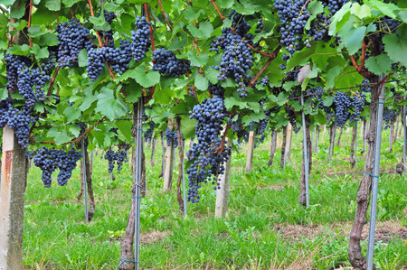 Bunch of red grapes growing in a vineyardの写真素材