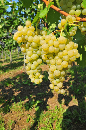 Sun-lit white grapes growing in a vineyardの写真素材