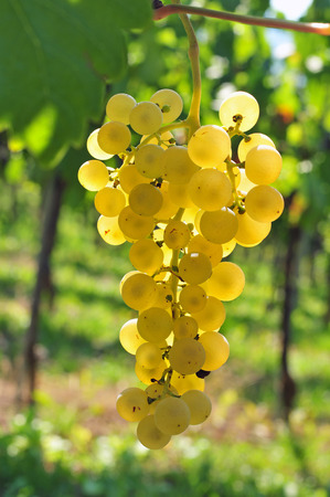 Back lit white grapes growing in a vineyardの写真素材