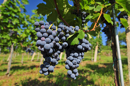 Bunch of red grapes growing in a vineyardの写真素材