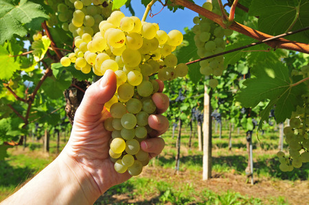 Hand holding fresh growing white grapes in vineyardの写真素材