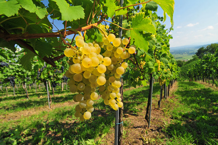 Bunch of white grapes growing in a vineyardの写真素材
