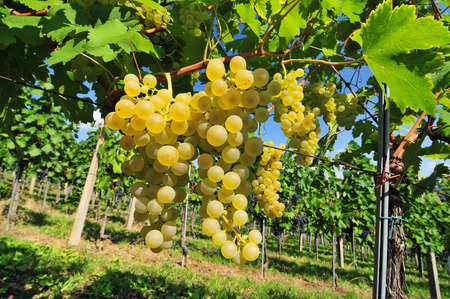 Fresh white grapes growing in a vineyardの写真素材