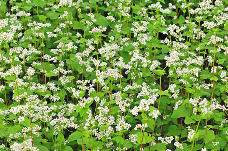 Photo of field of buckwheat with white blossomsの写真素材