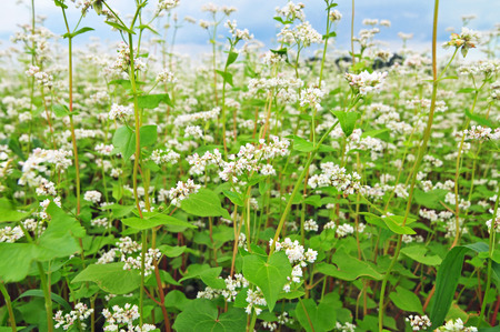 Field of buckwheat with sky in the backgroundの写真素材