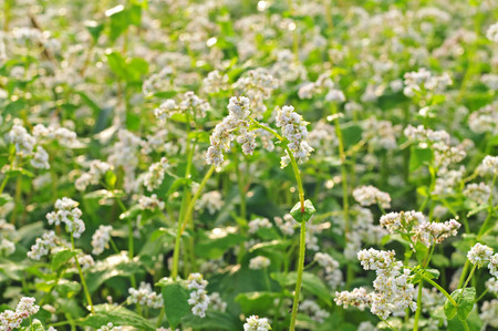Close up photo of white buckwheat blossomの写真素材