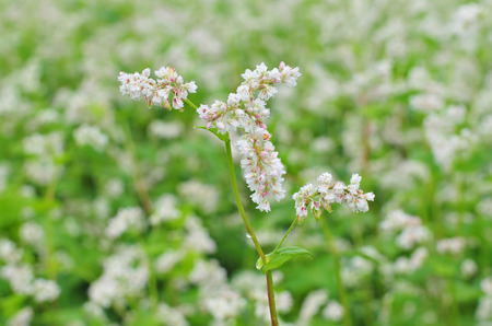 Close up photo of white buckwheat blossomの写真素材