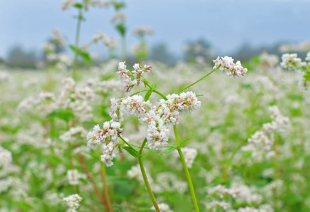 Close up photo of white buckwheat blossomの写真素材