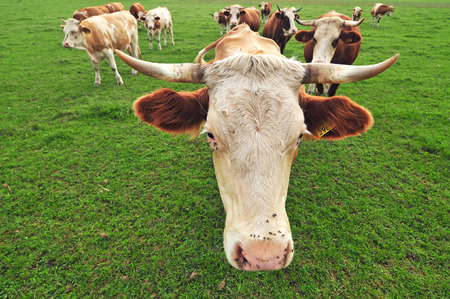 Close up photo of cow and cow herd in the backgroundの写真素材
