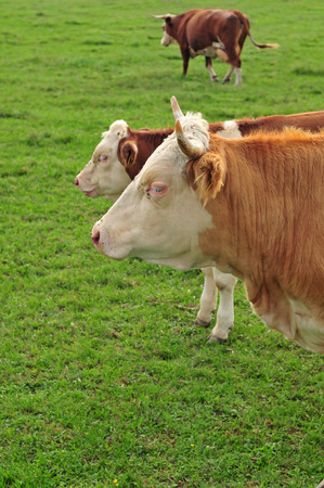 Photo of three cows in a fieldの写真素材