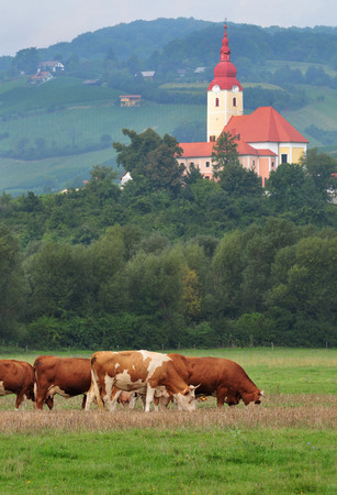 Cow herd grazing in a field with  church in the backgroundの写真素材